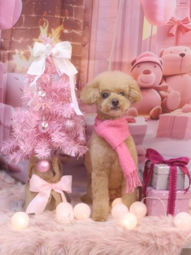 20241219ココアくん